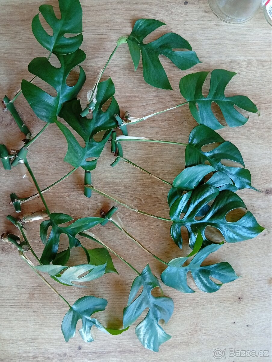 Monstera Minima - 3