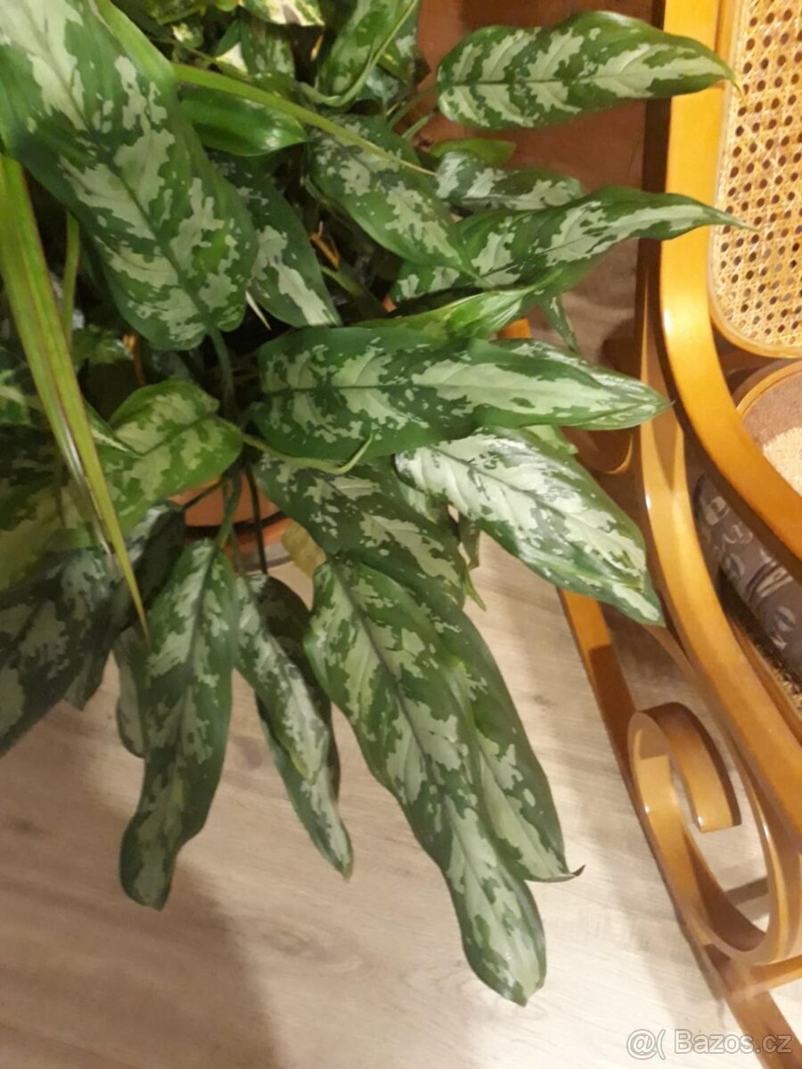 Aglaonema spící panna - 3