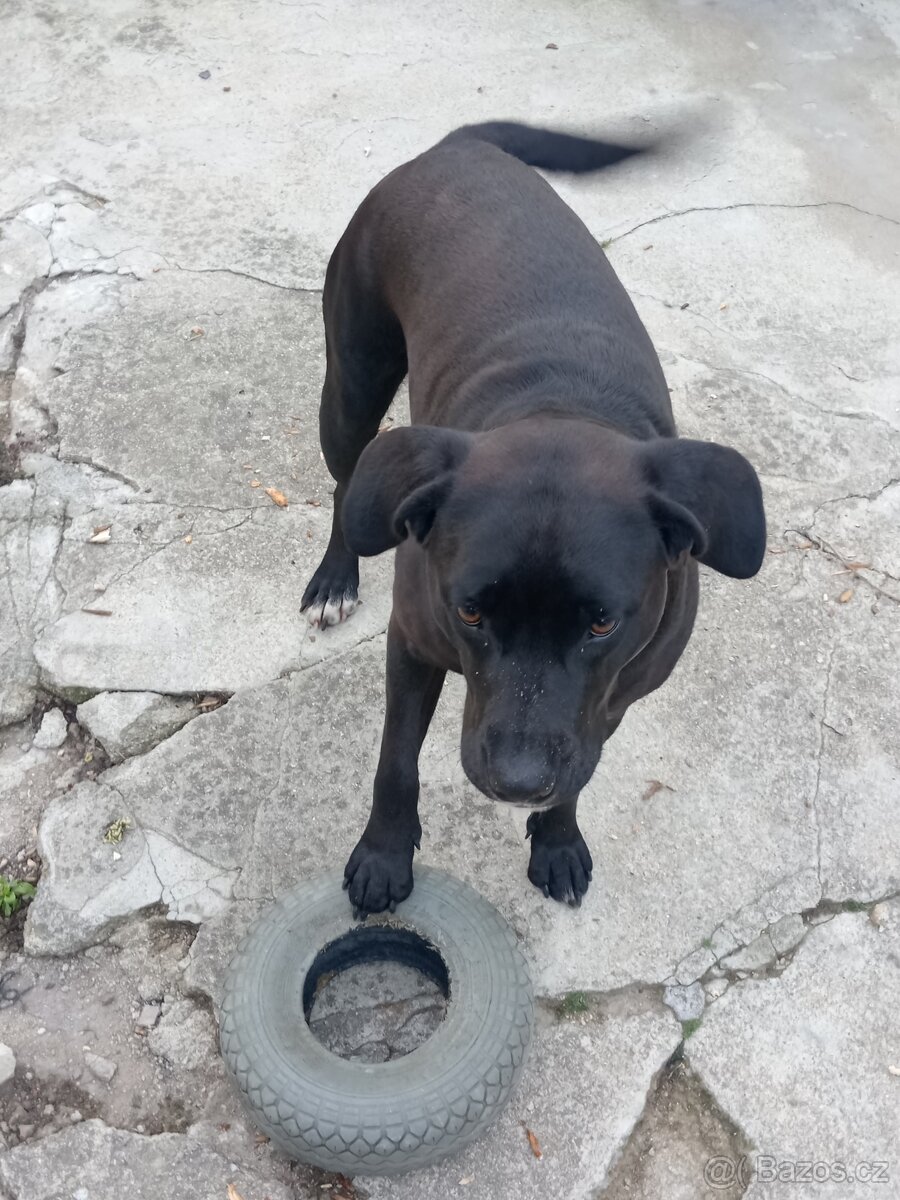 Daruji 2-letou fenku Labrador x Staford - 3