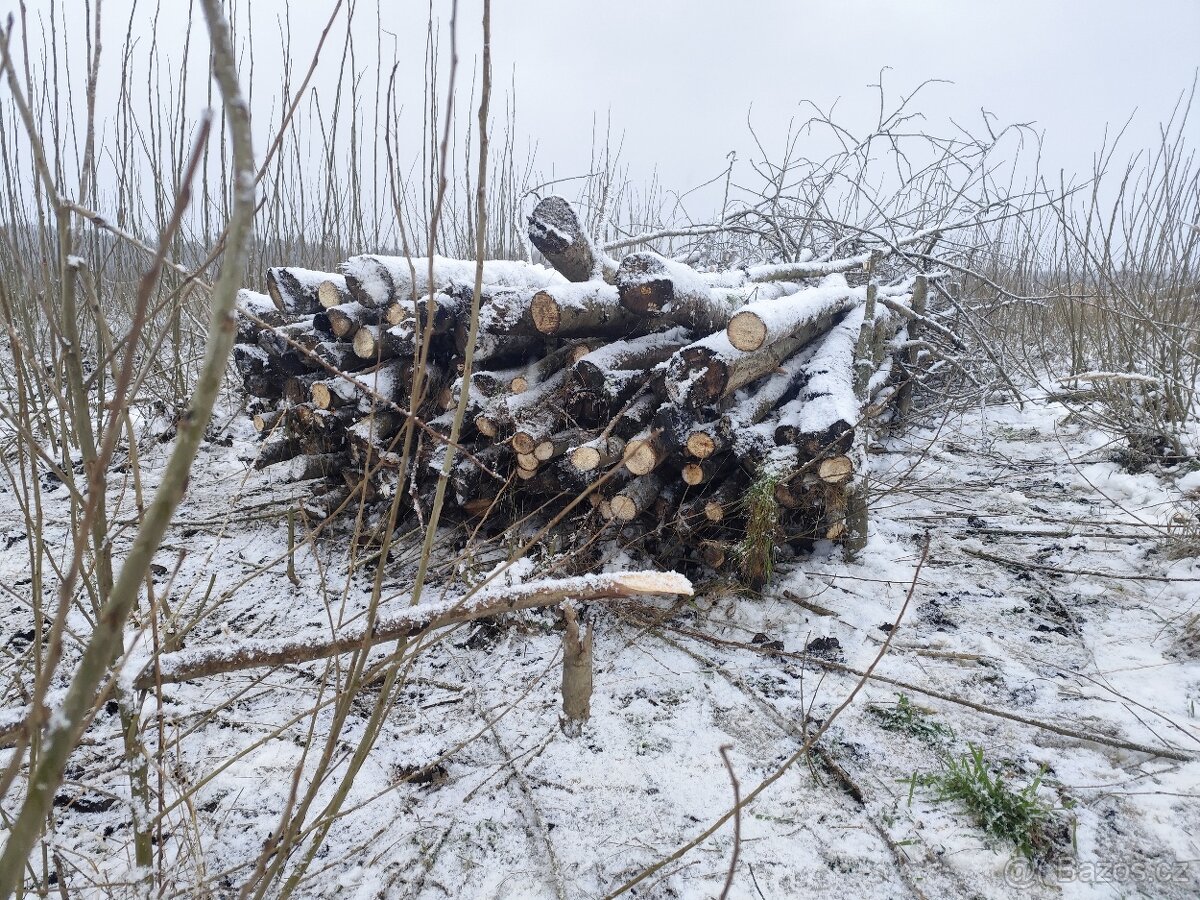 Palivové dřevo - japonský topol - 3
