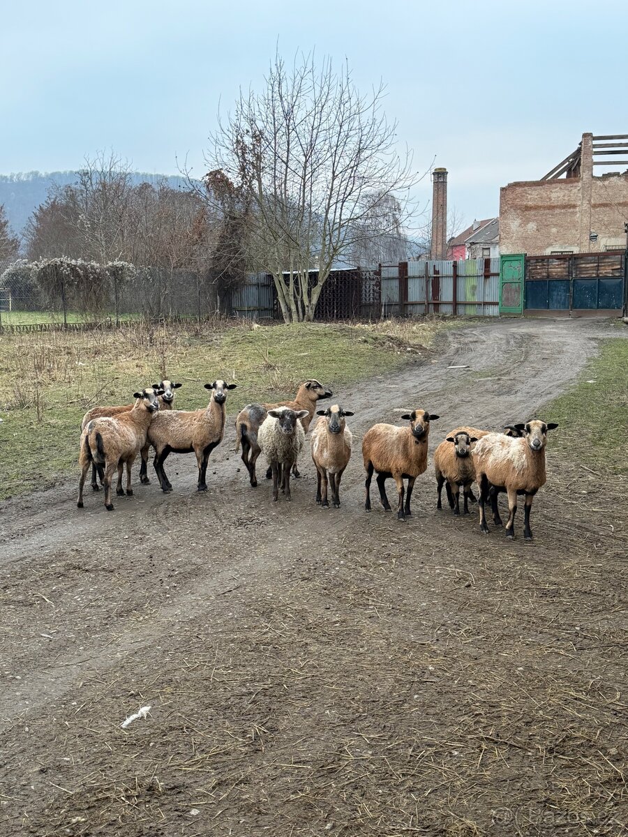 Ovce kamerunské - 3