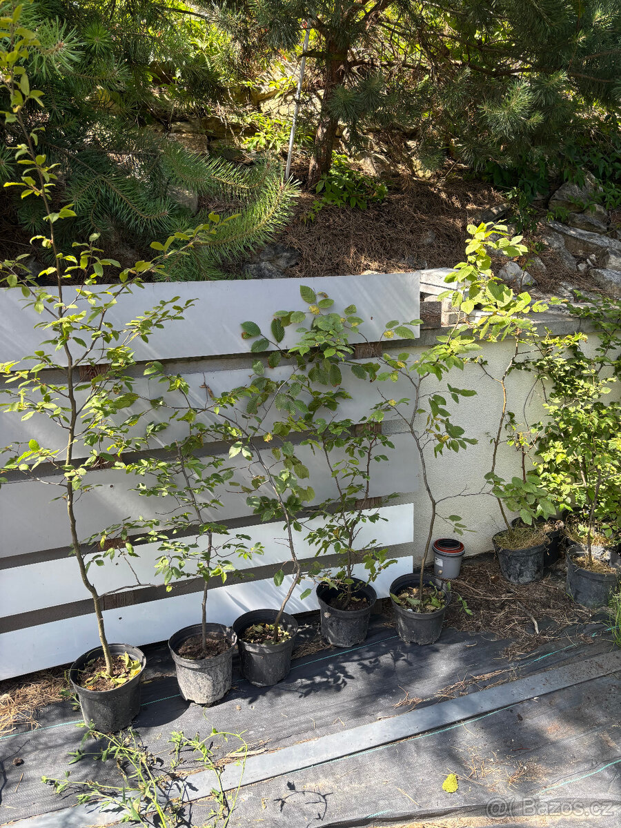 Habr na živý plot - 3