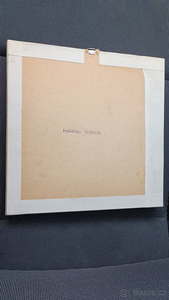 Obrázek s motýlem Morpho didius - 3