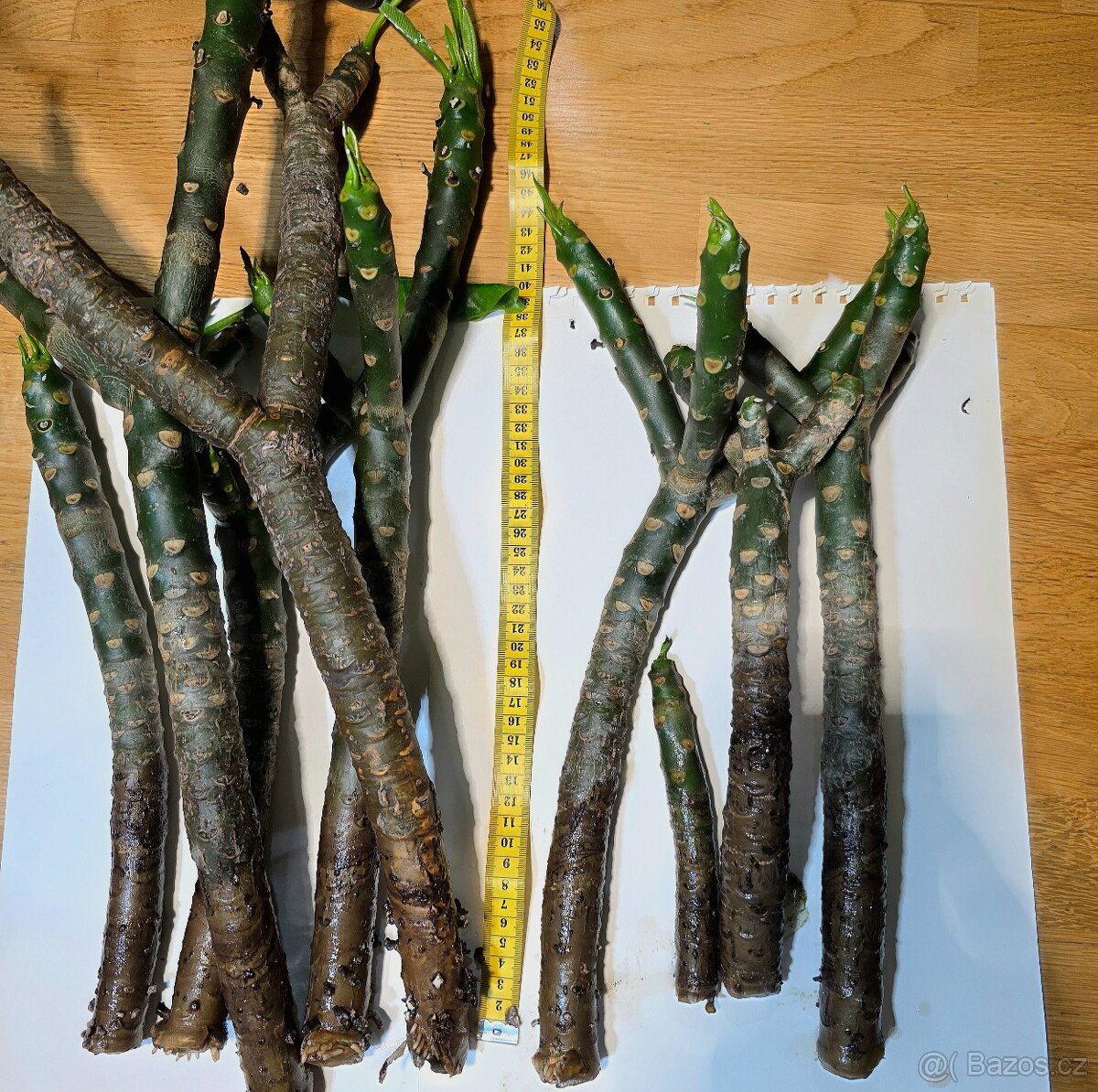 Pokojová rostlina - Plumeria - 3