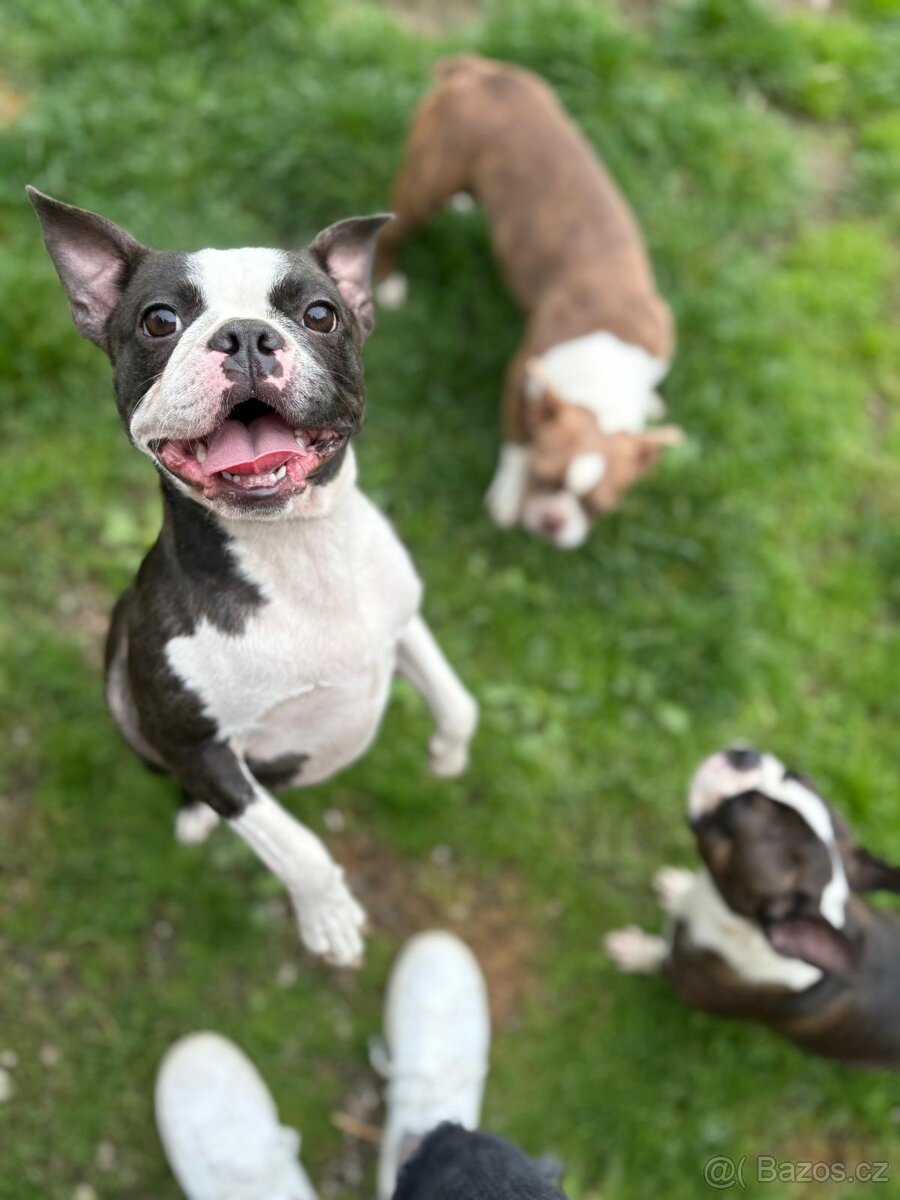 Bostonský teriér Silber El Kladruby - 3