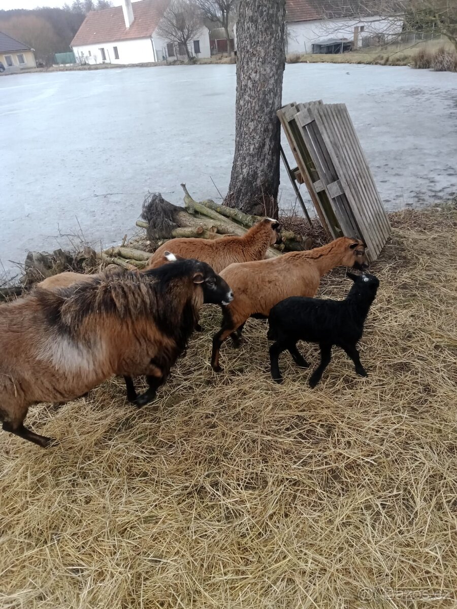 Kamerunské ovečky - 3