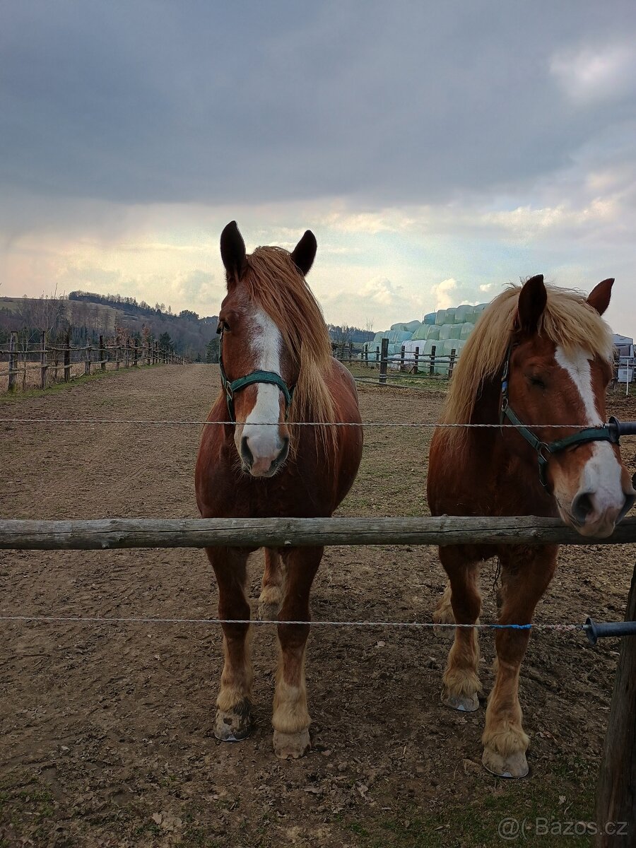 Prodám 2 valachy ČMB - 3