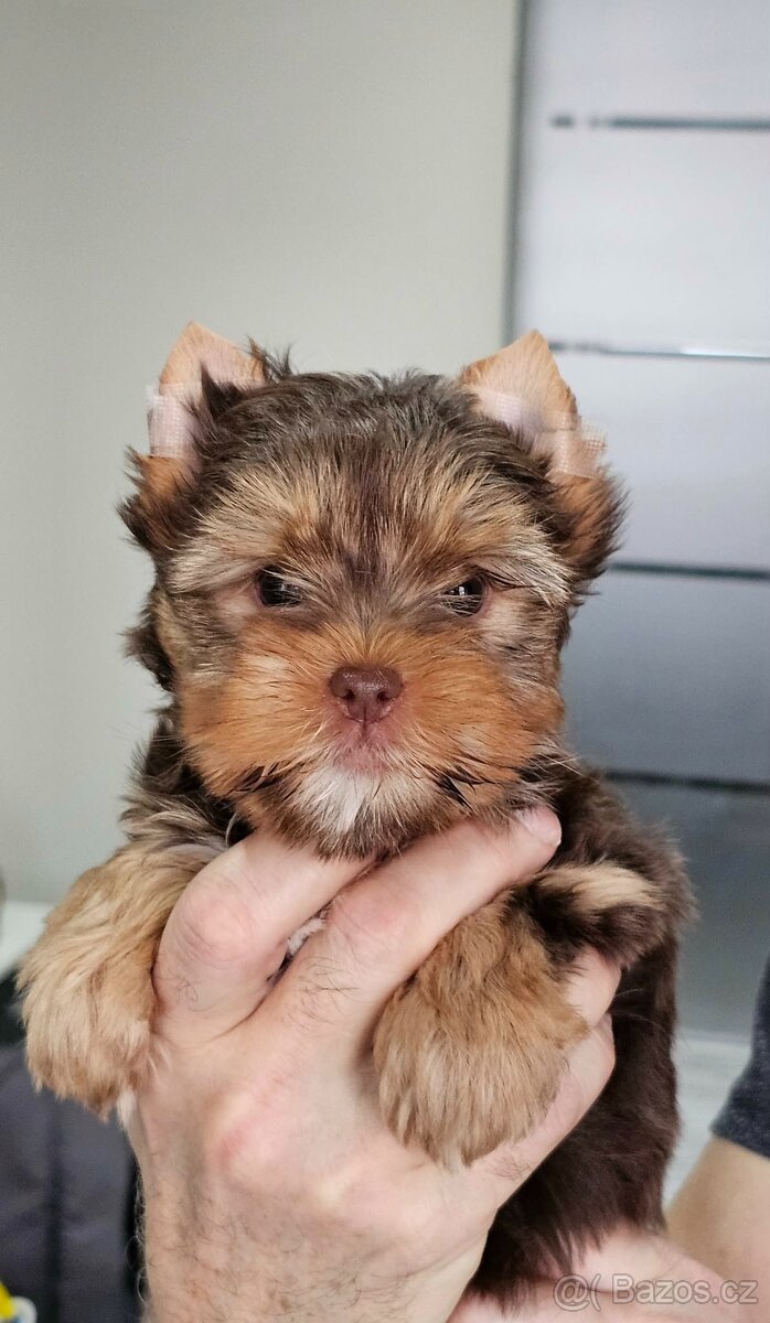 Jorkšírský teriér Čoko - 3