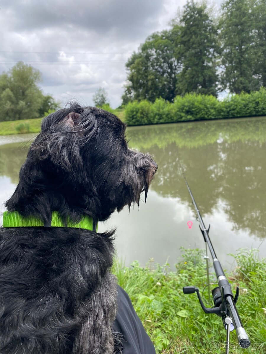 Krytí havanským psíkem - 3