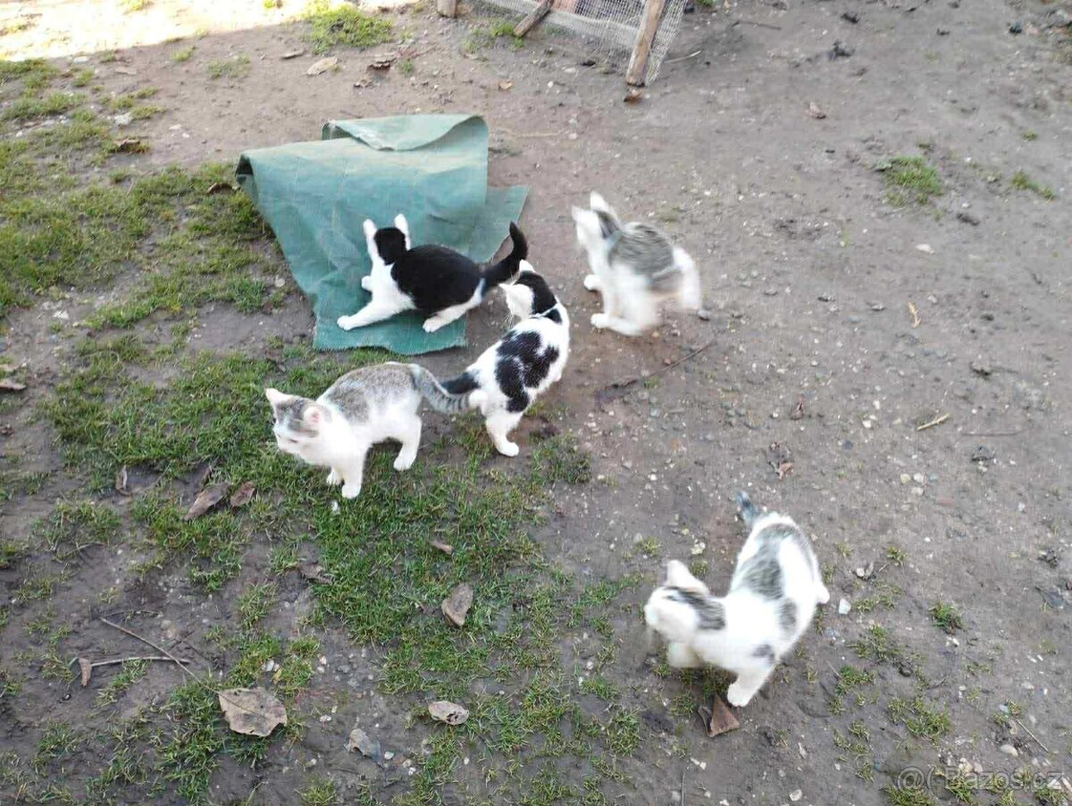 Daruji krásná koťátka - u Hořic, k odběru jsou ihned - 3