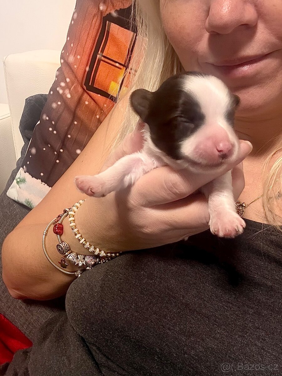 Jorkšírsky teriér s PP choco/white/tan ( Biro ) pejsek - 3