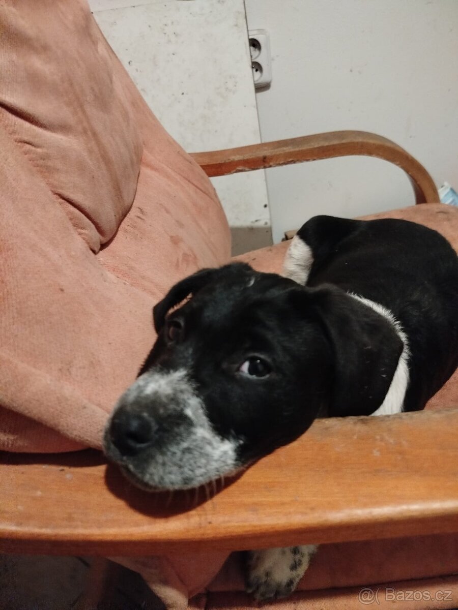 Daruji štěně - 3