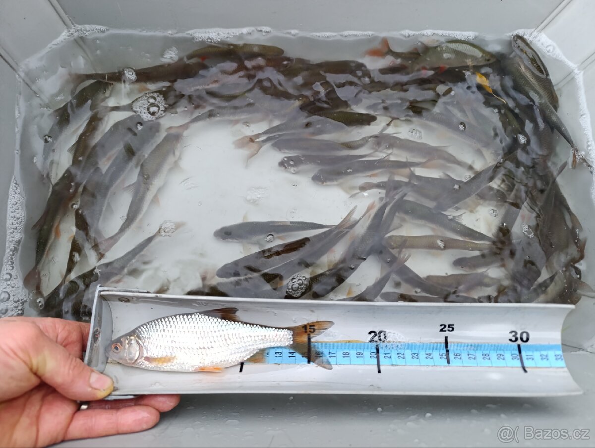 Nástrážní rybičky plotice perlín 15-19 cm - 3