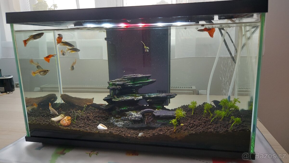Akvarium s rybami - 3