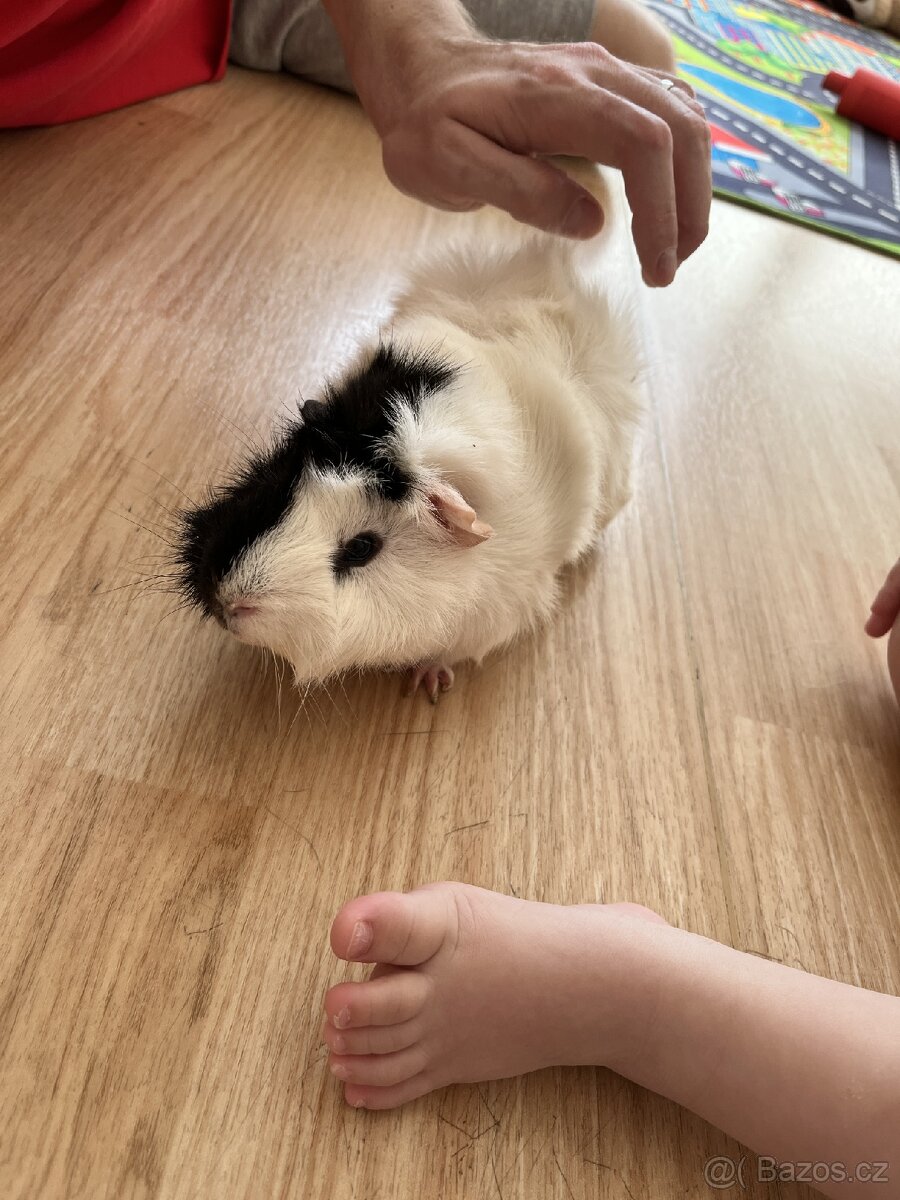 Daruji morče sameček - 3