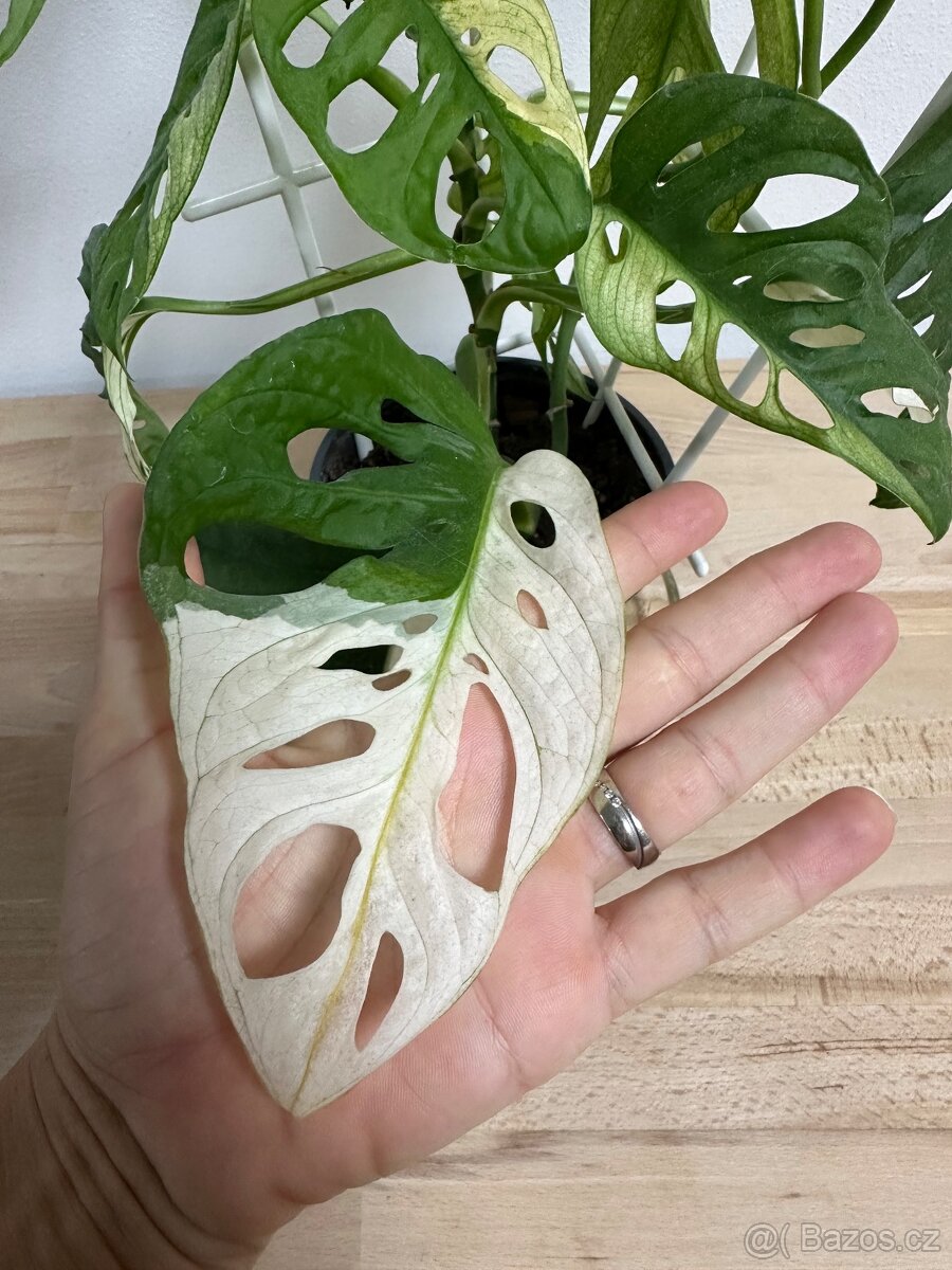 Monstera Adansonii Japanese Tricolor - 3