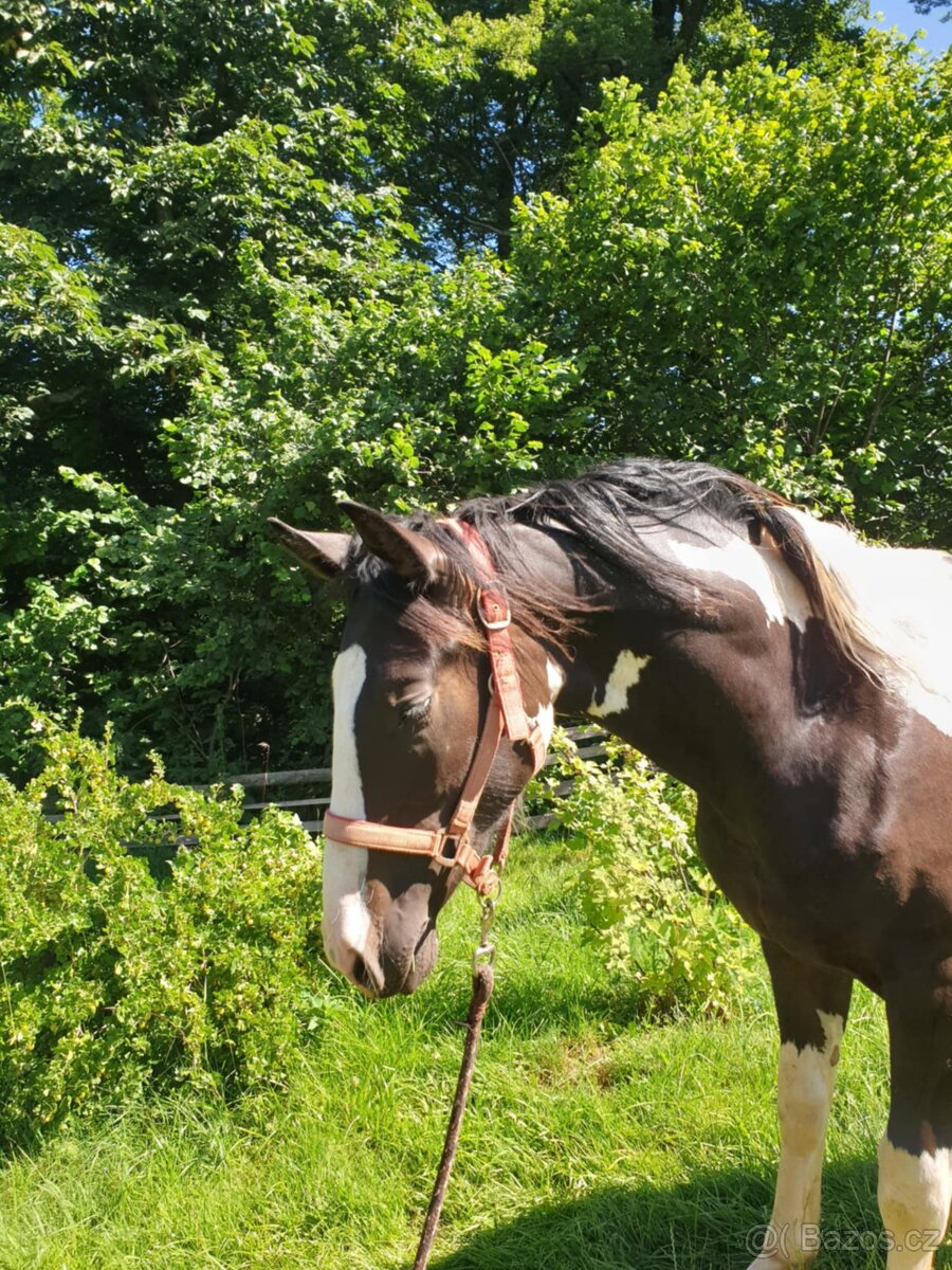 Roční hřebeček irský kob x český teplokrevník - 3