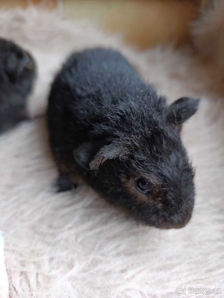 Morče US Teddy / morčata 2x samec 1x samička - 3