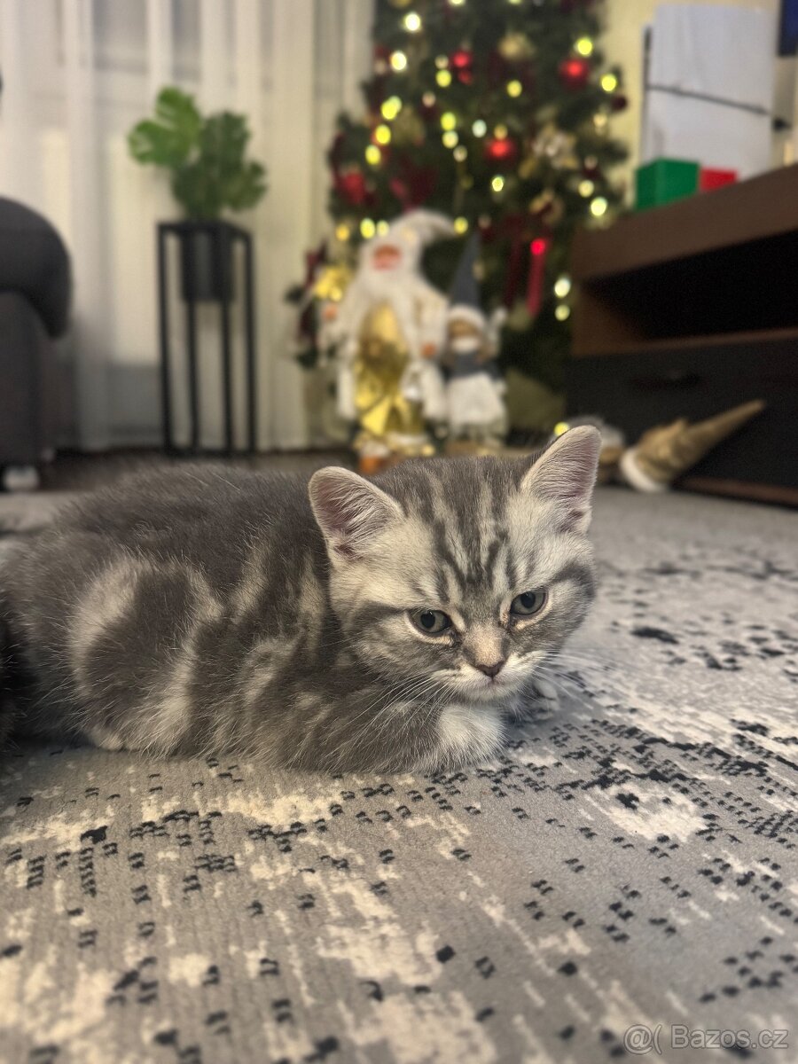 Britská whiskas koťátka bez PP - 3