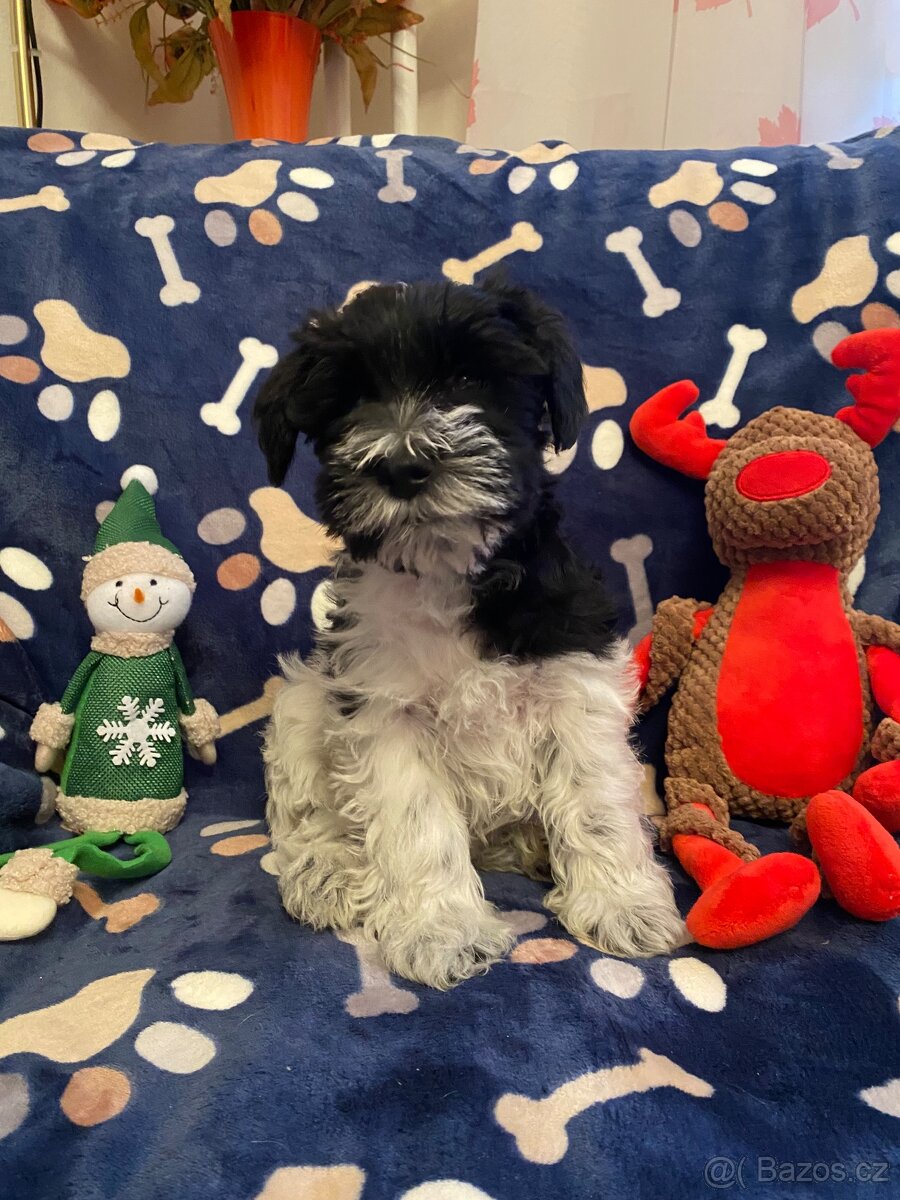 Knírač malý barevný - 3