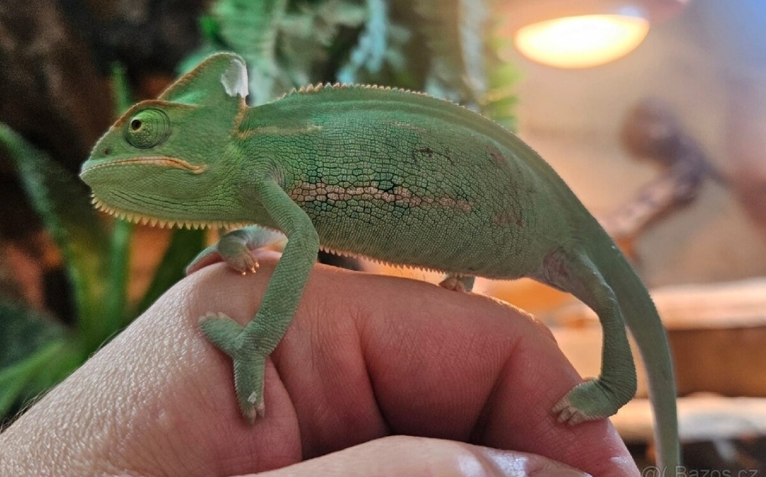 Chameleon jemenský, mláďata - 3