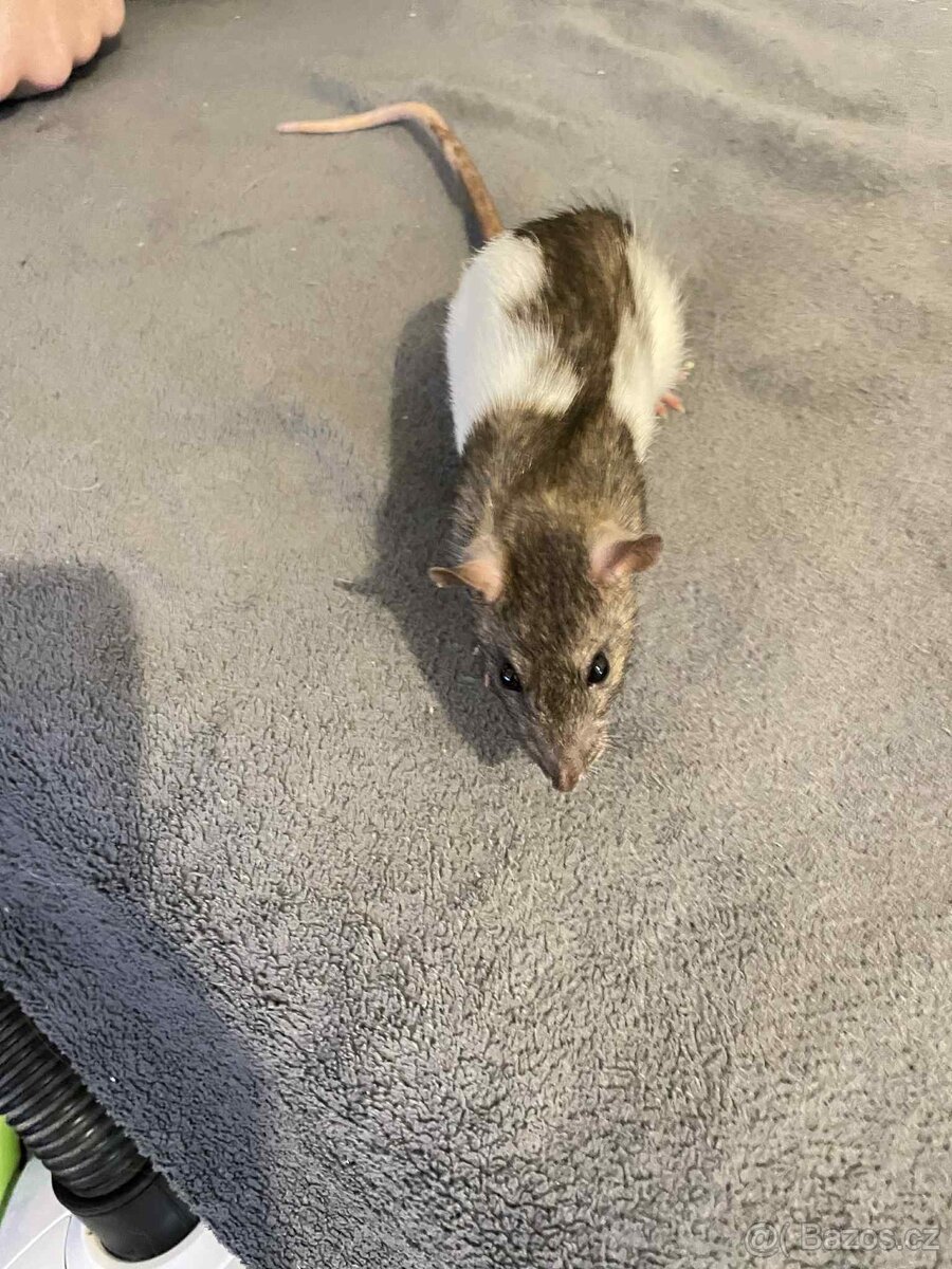 Potkany mazlicci na chov - 3