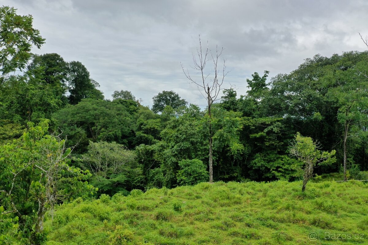 Farmy Kostarika Rio Claro - 3