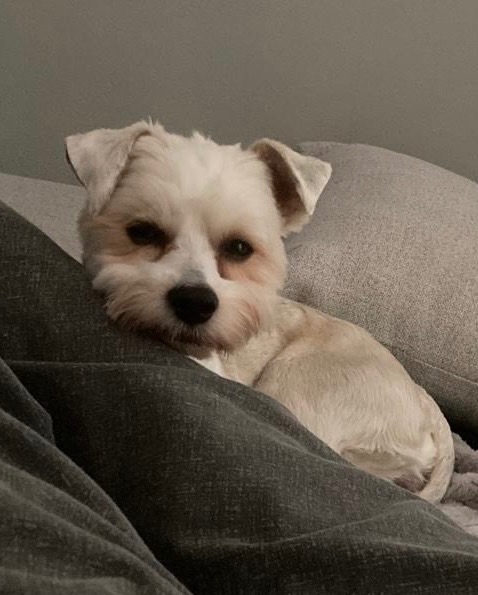 Jorkšírský teriér (biro) - 3