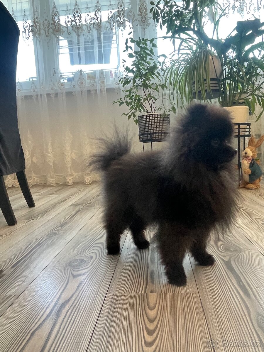 Pomeranian s PP - 3