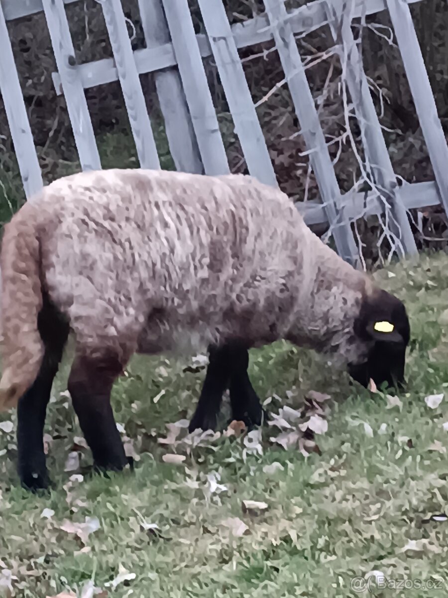 Ovce Suffolk Jehnice - 3