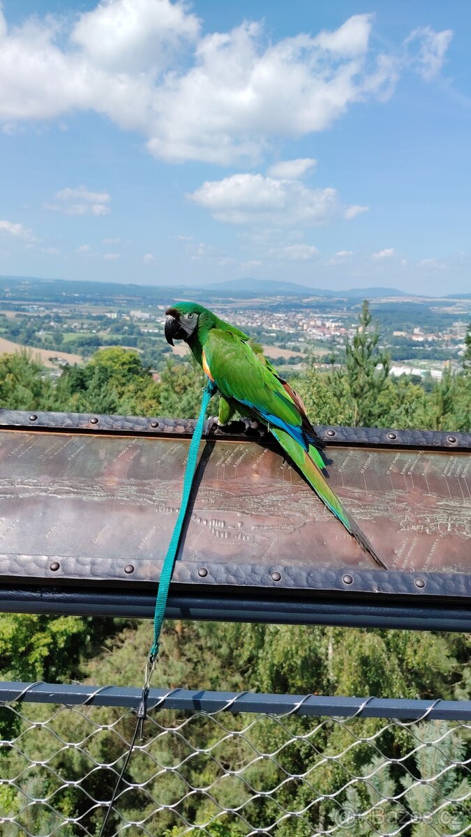 Papouščí párty - 3