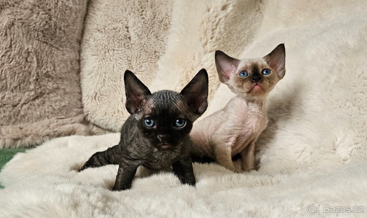 Devon rex kocourci s průkazem původu - 3