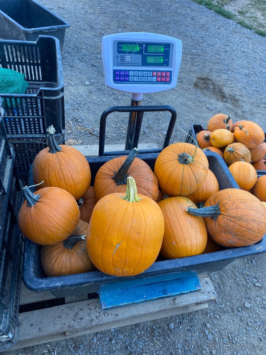 Halloweenské dýně velkoodběr - 3