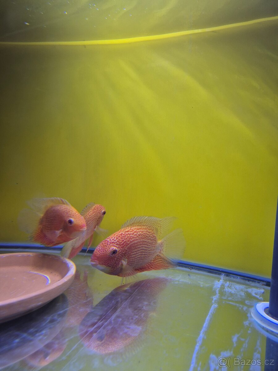 Heros serverum super red - 3