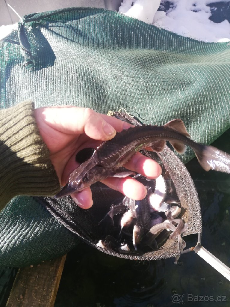 jeseter ruský a sibirsky - 3