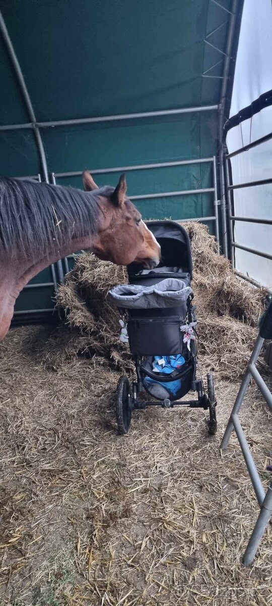 A 1/1 a český teplokrevník - 3