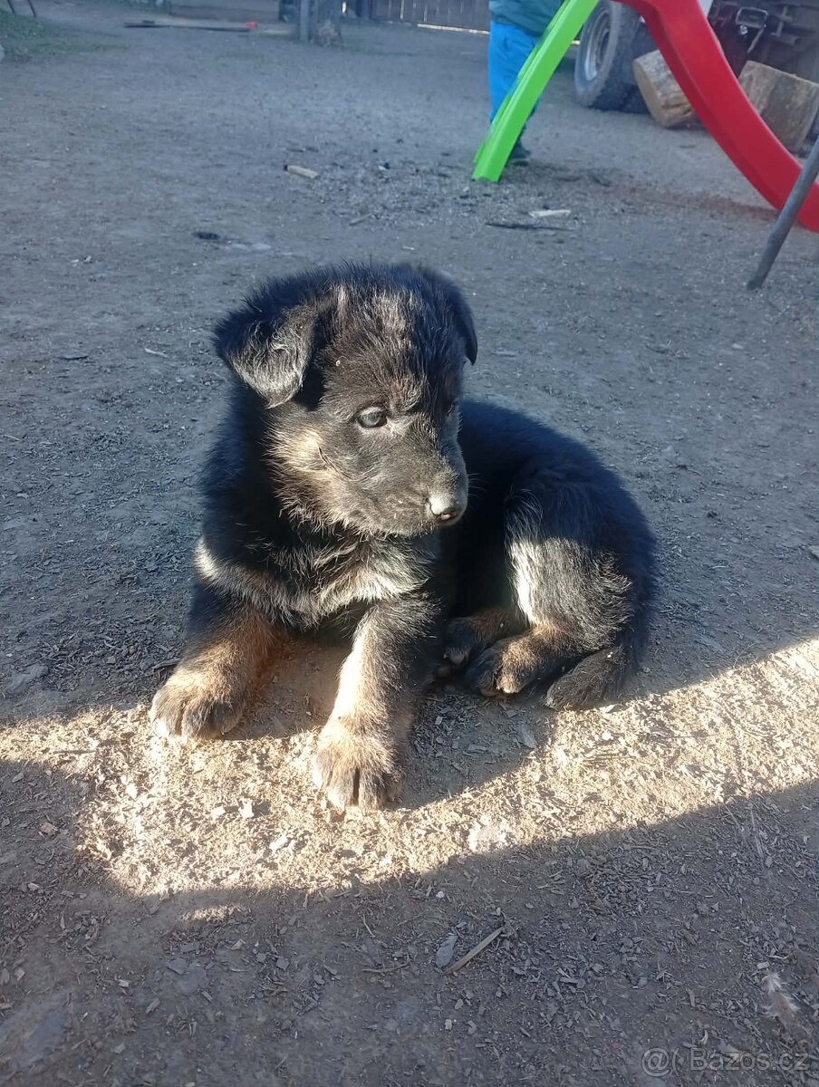 Štěňata Německého ovčáka bez pp - 3