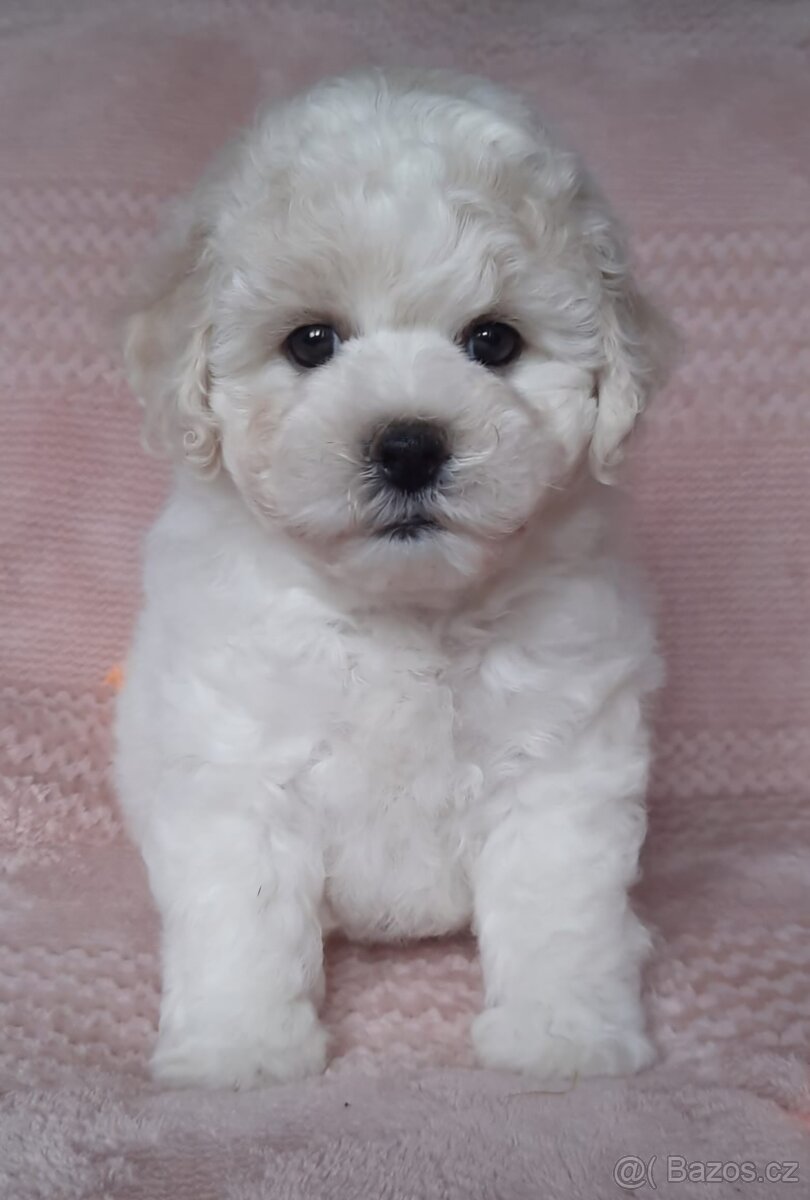 Bišonek - Bichon a poil Frisé - 3