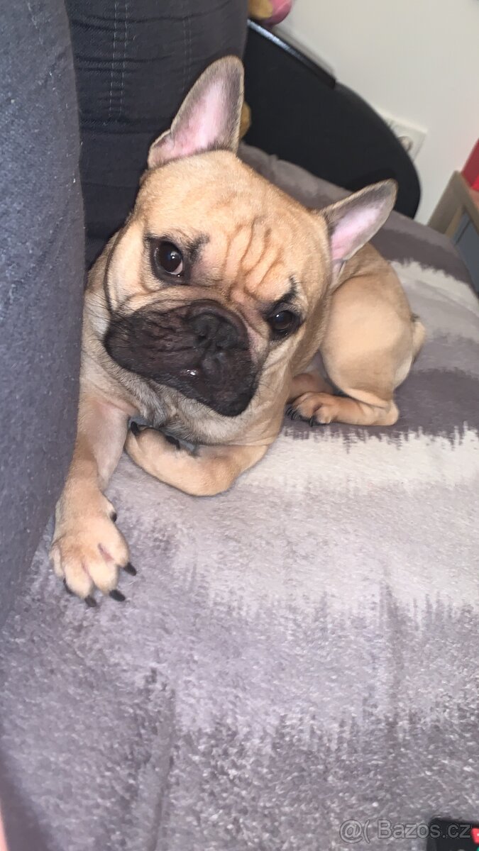 Francouzský buldoček - 3