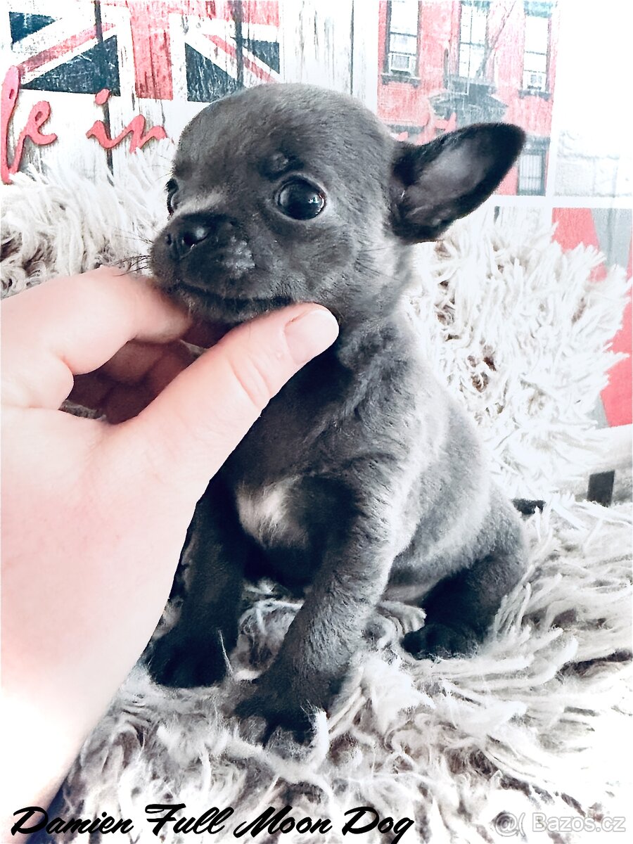 Čivava s PP k rezervaci - 3