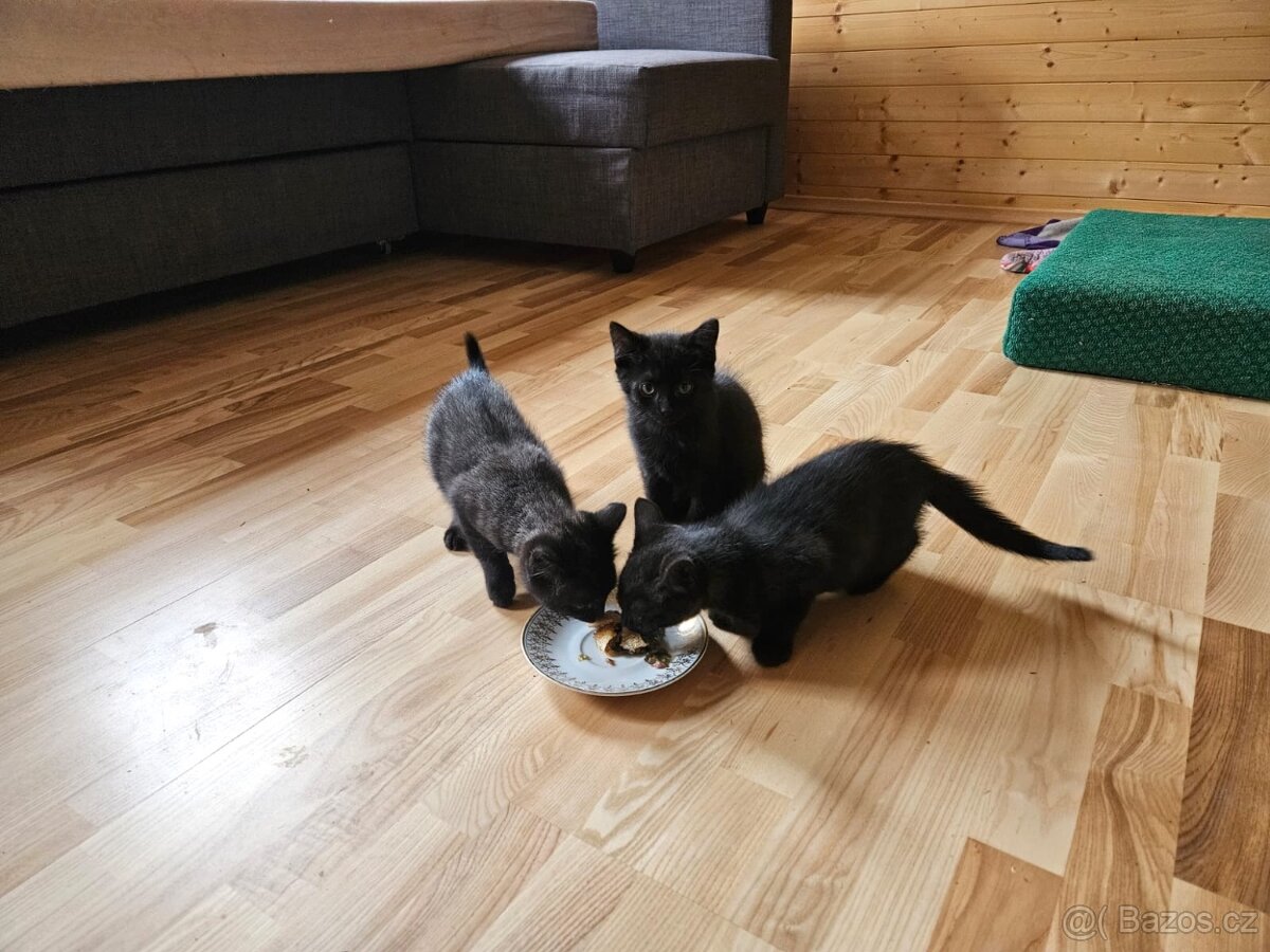 Malý černý Ďáblík hledá nové království. 🐾😺🐾 - 3