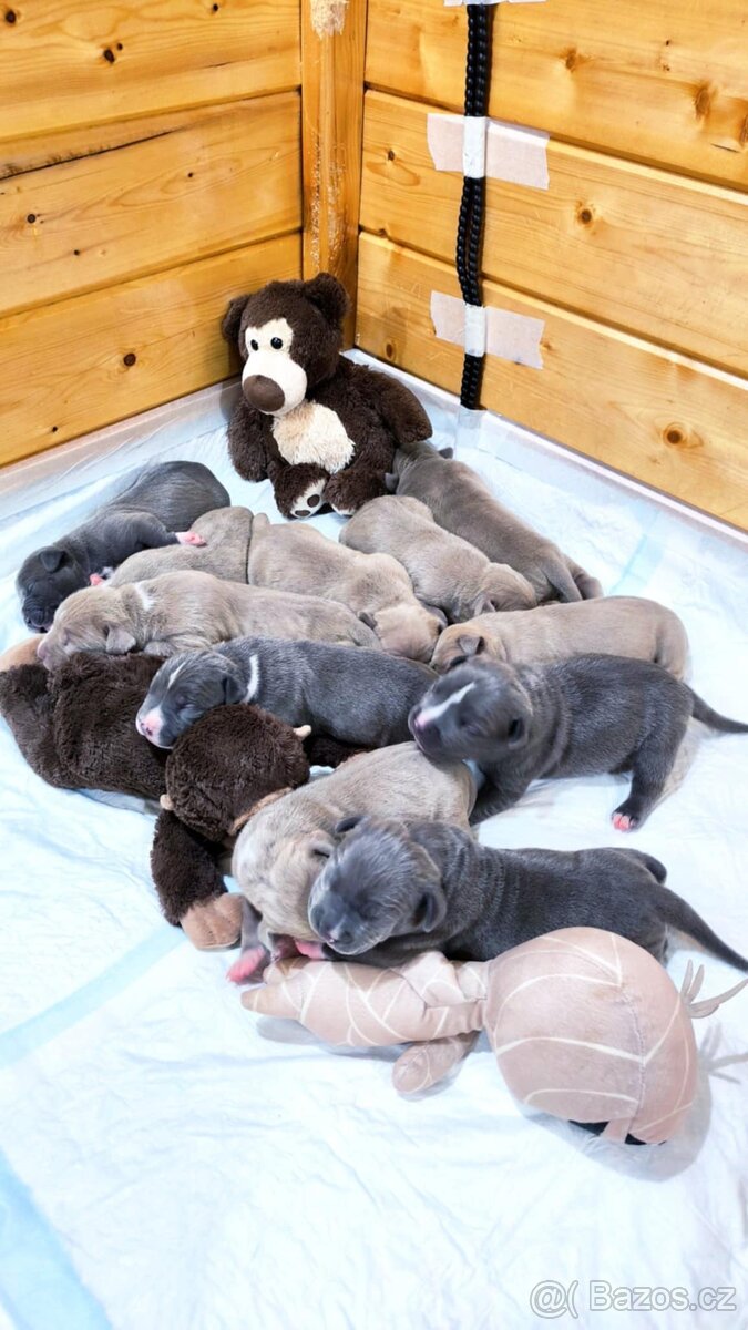 American Bully XL (reg. ABKC) Modrá a Šampaň štěňátka - 3
