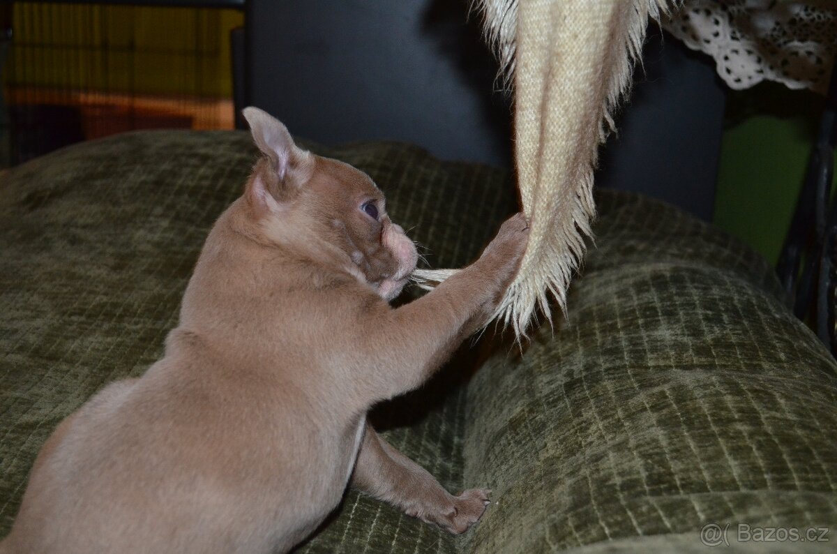 Bostonský teriér s PP Lilac - 3