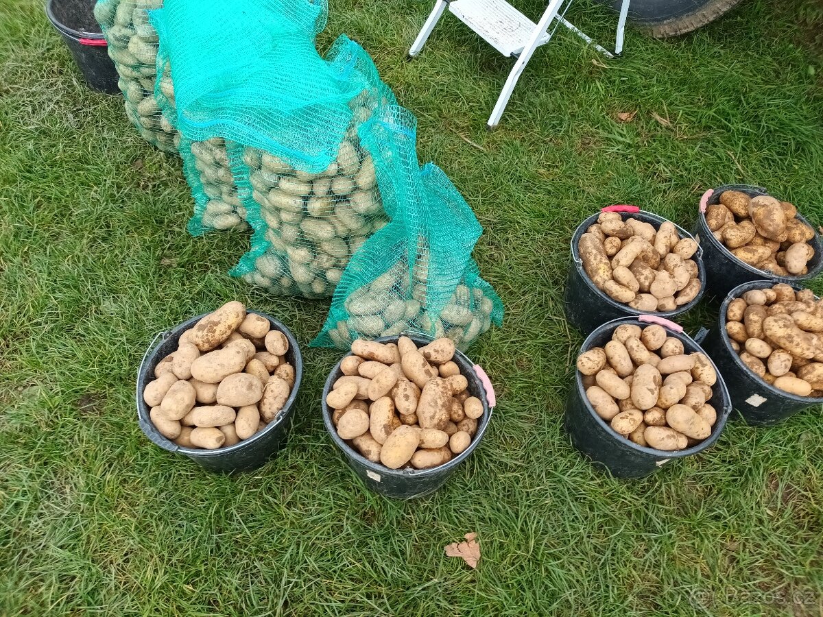 Brambory na uskladneni - 3