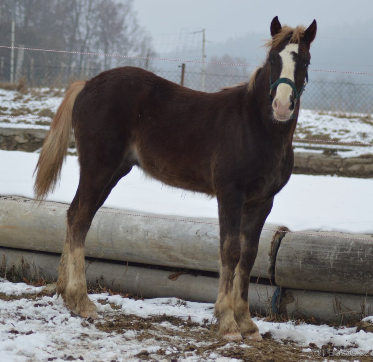 Welsh cob - 3