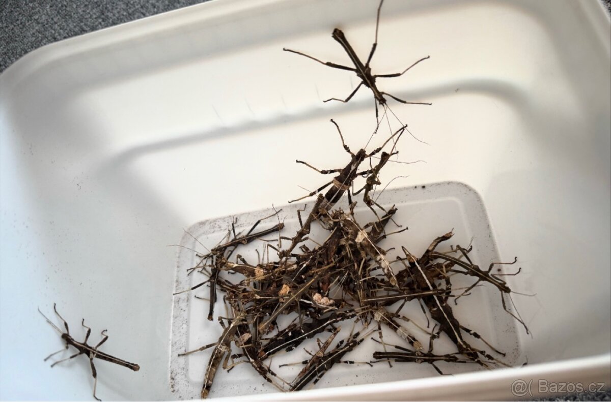 Strašilky Sungaya Inexpectata - 3