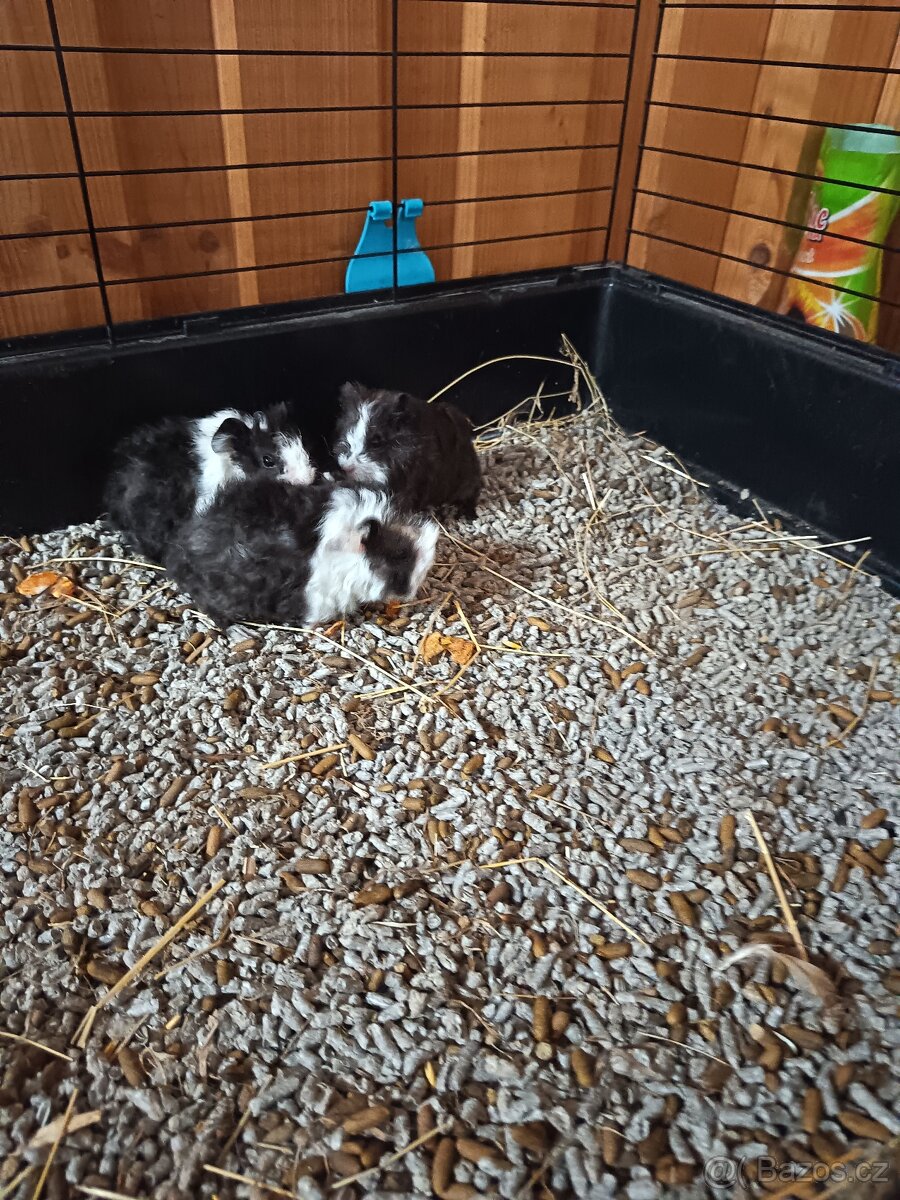 Prodám morčata - 3