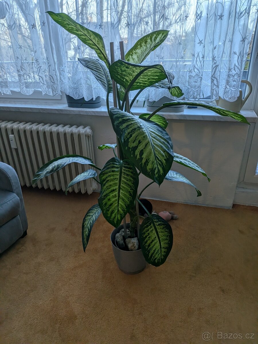 Tyfanbechyně prodej - 3