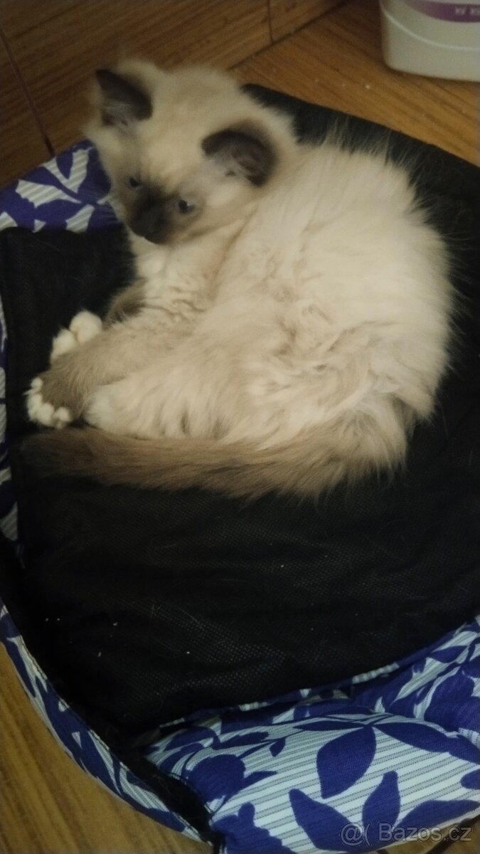 Ragdoll kotatka ( kocourci) - 3