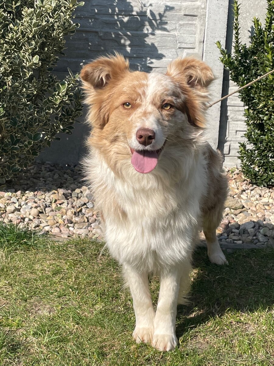 Border kolie s PP hnědo bílá a red merle - 3